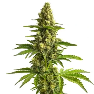 Blimburn Seeds Bruce Banner #3 - 3 feminisierte Samen