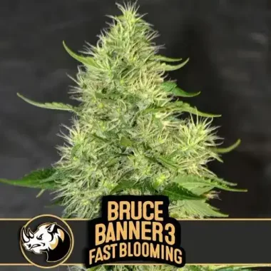 Blimburn Seeds Bruce Banner #3 FB Fast Version - 3...