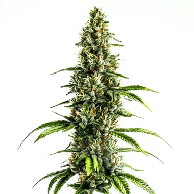 Blimburn Seeds Chocolopez - 3 feminisierte Samen