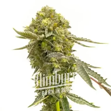 Blimburn Seeds Cinderella 99 - 3 feminisierte Samen