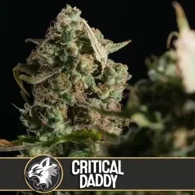 Blimburn Seeds Critical Daddy Purple - 3 feminisierte Samen