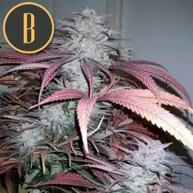 Blimburn Seeds Critical Daddy Purple - 3 feminisierte Samen