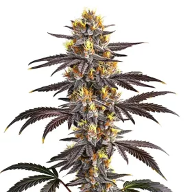 Blimburn Seeds Gelato BULK- 100 feminisierte Samen