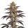 Blimburn Seeds Gelato BULK- 100 feminisierte Samen