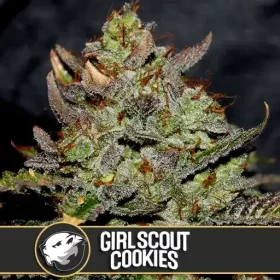 Blimburn Seeds Girl Scout Cookies - 3 feminisierte Samen