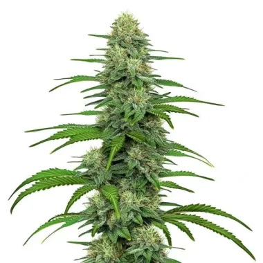 Blimburn Seeds Gorilla Glue 04  BULLK- 100  feminisierte...