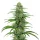 Blimburn Seeds Gorilla Glue 04  BULK- 100  feminisierte Samen