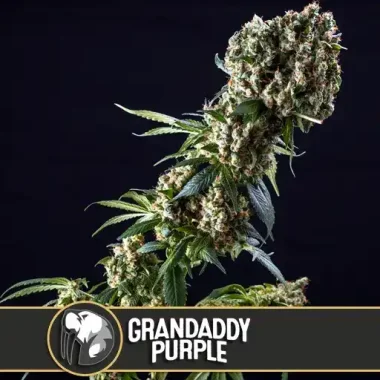 Blimburn Seeds Granddaddy Purple - 3 feminisierte Samen