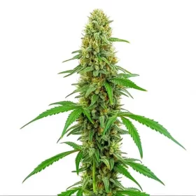 Blimburn Seeds Green Crack - 3 feminisierte Samen