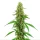 Blimburn Seeds Green Crack - 3 feminisierte Samen