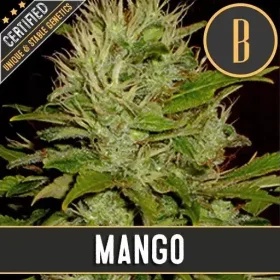 Blimburn Seeds Mango - 3 feminisierte Samen