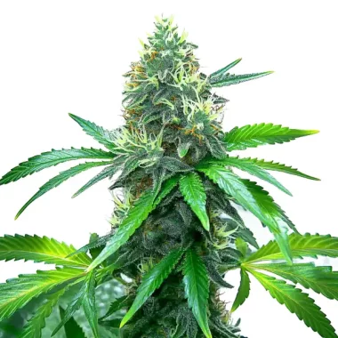 Blimburn Seeds OG Kush - 3 feminisierte Samen