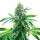 Blimburn Seeds OG Kush - 3 feminisierte Samen