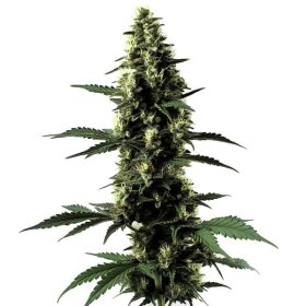 Blimburn Seeds Silver Surfer Haze - 3 feminisierte Samen