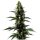 Blimburn Seeds Silver Surfer Haze - 3 feminisierte Samen