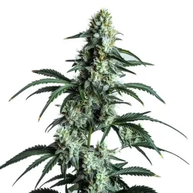 Blimburn Seeds Sour Diesel - 3 feminisierte Samen