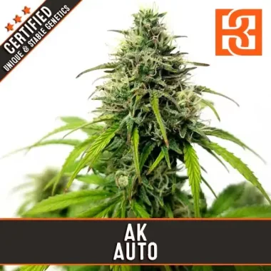 Blimburn Seeds AK AUTO - 3 autoflowering Samen