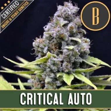 Blimburn Seeds Critical AUTO - 3 automatisierte Samen