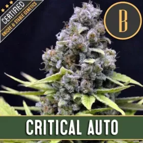 Blimburn Seeds Critical AUTO - 3 autoflowering Samen