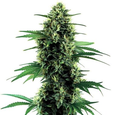 Blimburn Seeds Northern Lights AUTO - 3 autoflowering Samen