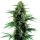 Blimburn Seeds Northern Lights AUTO - 3 autoflowering Samen