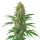 Blimburn Seeds Tangie AUTO - 3 autoflowering Samen