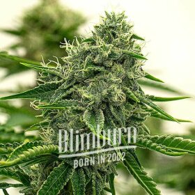 Blimburn Seeds Hippo High - 6 feminisierte Samen