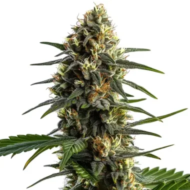 Blimburn Seeds Stoned Panda - 6 feminisierte Samen