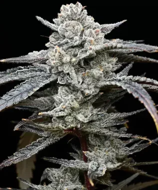 Barneys Farm Lemon Cherry Gelato - 5 feminisierte Samen