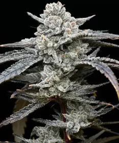 Barneys Farm Lemon Cherry Gelato - 5 feminisierte Samen