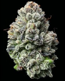 Barneys Farm Lemon Cherry Gelato - 5 feminisierte Samen