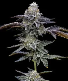 Barneys Farm Blue Dream - 3 feminisierte Samen