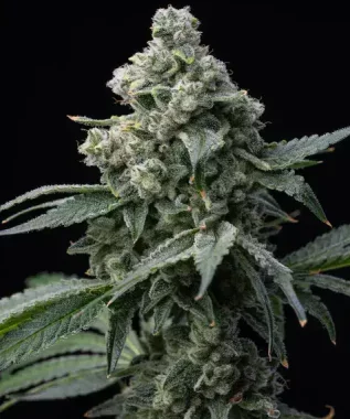 Barneys Farm Bruce Banner - 3 feminisierte Samen