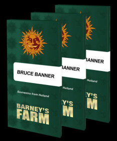 Barneys Farm Bruce Banner - 3 feminisierte Samen