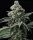 Barneys Farm Bruce Banner - 3 feminisierte Samen