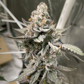 Elev8 Seeds Beaver Cookies - 3 feminisierte Samen