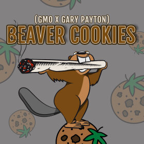 Elev8 Seeds Beaver Cookies - 3 feminisierte Samen