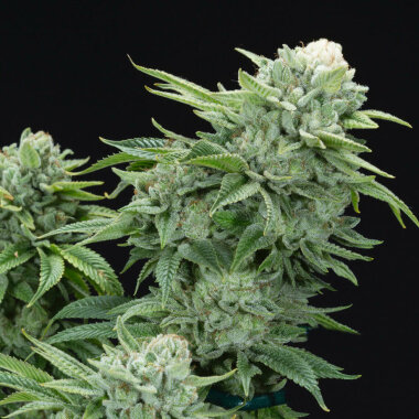 Elev8 Seeds Gorilla Glue #4 S1 - 3 feminisierte Samen