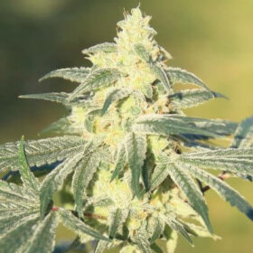 Elev8 Seeds Gorilla Glue #4 S1 - 3 feminisierte Samen