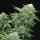 Elev8 Seeds Gorilla Glue #4 S1 - 3 feminisierte Samen