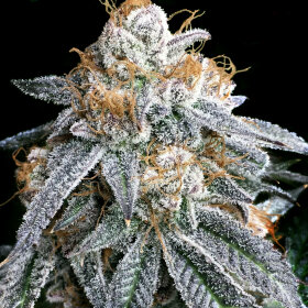 Elev8 Seeds Purple Punch S1 - 3 feminisierte Samen