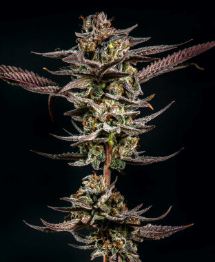 Elev8 Seeds Gelato Kiss - 3 feminisierte Samen