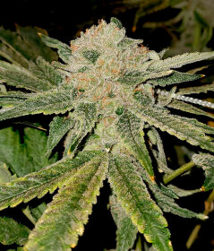 Elev8 Seeds Gelato Kiss - 3 feminisierte Samen