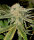 Elev8 Seeds Gelato Kiss - 3 feminisierte Samen