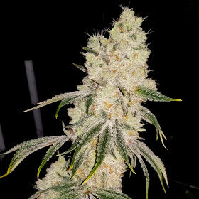 Elev8 Seeds Gelato Punch - 3 feminisierte Samen