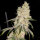 Elev8 Seeds Gelato Punch - 3 feminisierte Samen