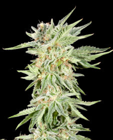 Elev8 Seeds Gelato Sundae - 3 feminisierte Samen