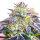 Elev8 Seeds Spicy Guava - 3 feminisierte Samen