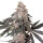 Elev8 Seeds Berry Crusher - 3 feminisierte Samen