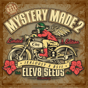 Elev8 Seeds Mystery Made 2 - 3 feminisierte Samen